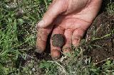 LAGOTTO ROMAGNOLO CAVAGE (Truffle Dog)
